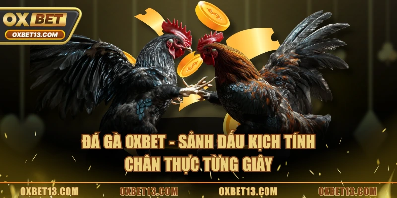 Đá gà OXBET – Sảnh đấu kịch tính, chân thực từng giây